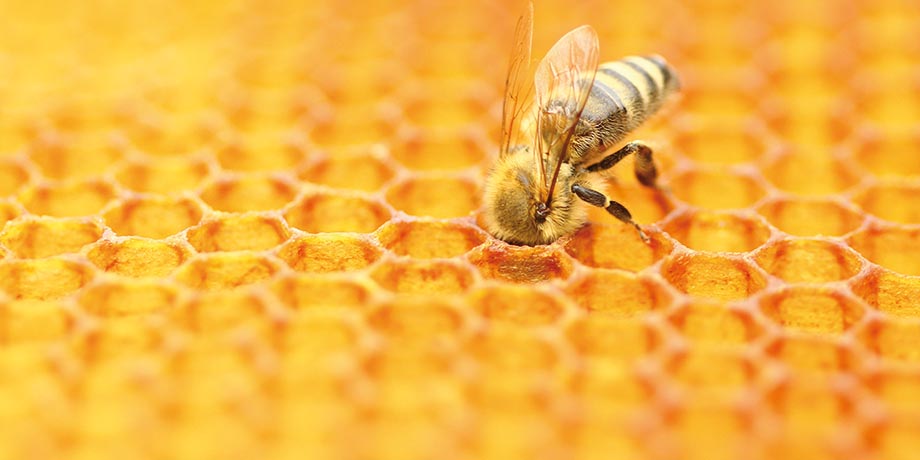 Foto: Bienenwaben mit einzelner Biene, die ihren Kopf in eine Wabe steckt